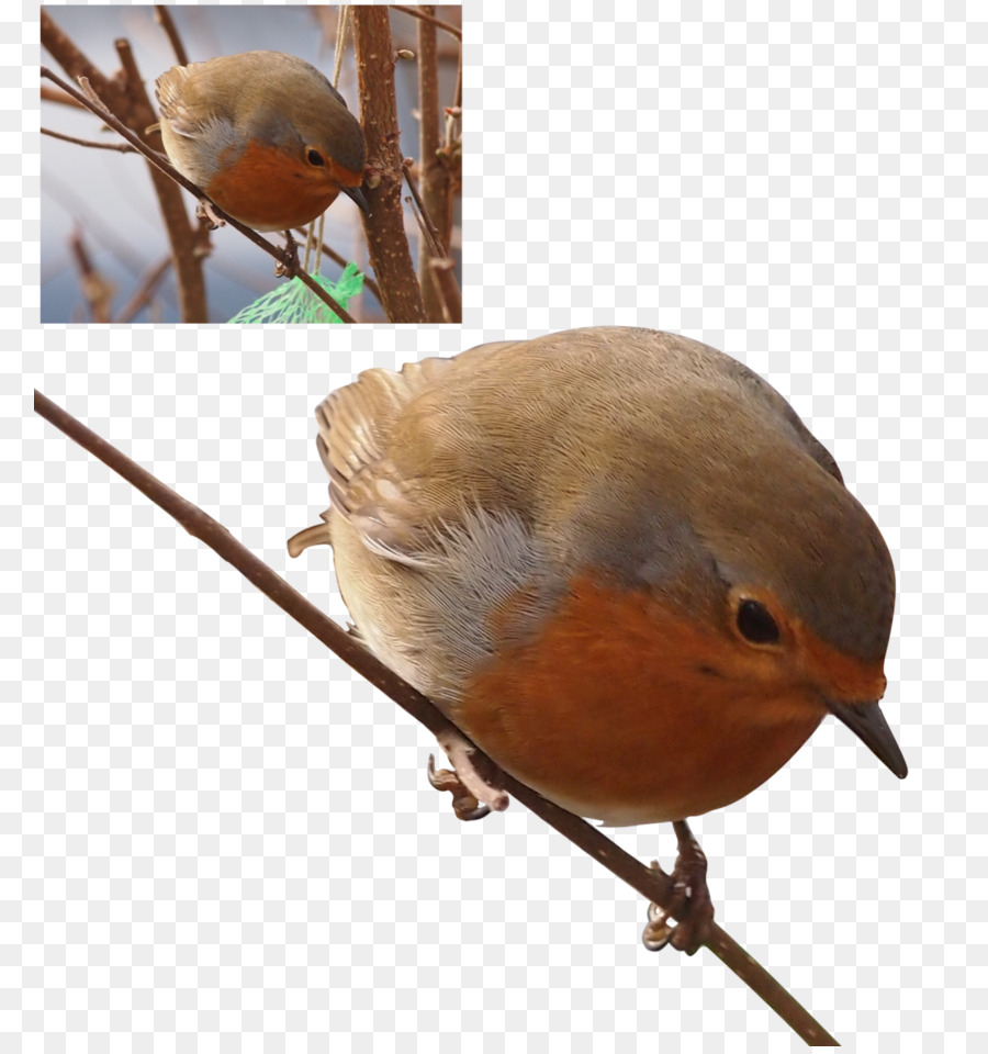 Europeia Robin，Aves PNG