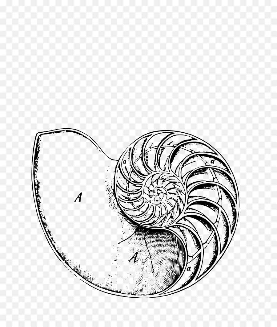 Septadas Nautilus，Espiral PNG