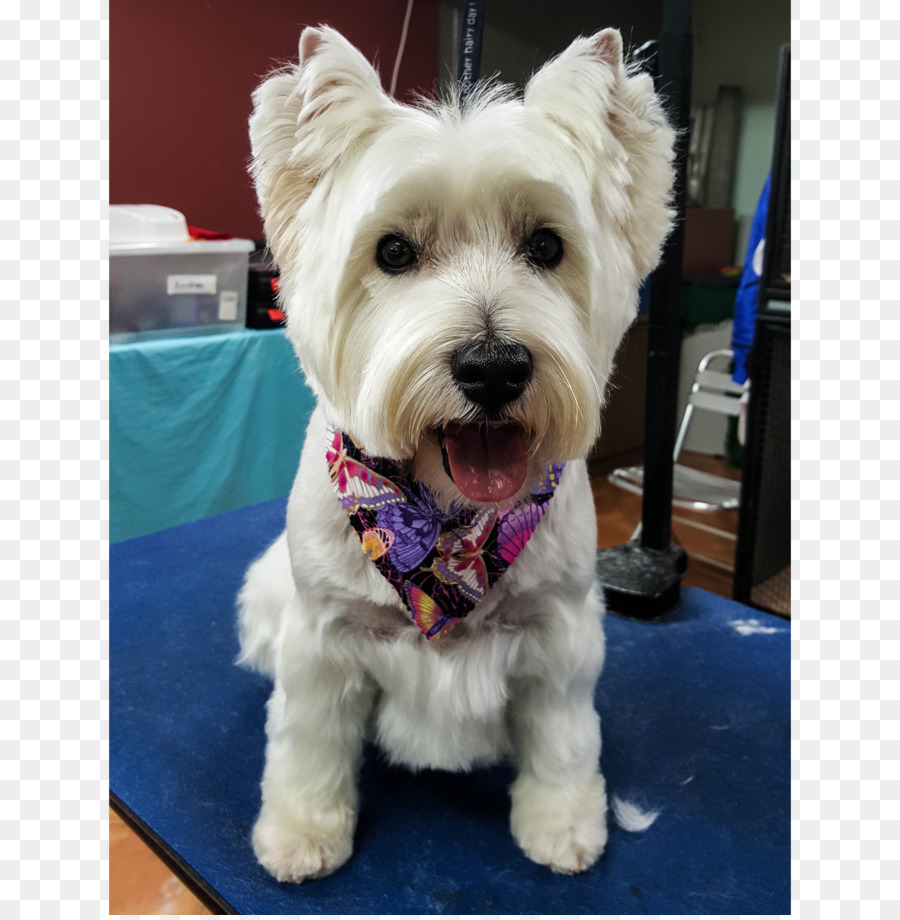 West Highland White Terrier，Cairn Terrier PNG