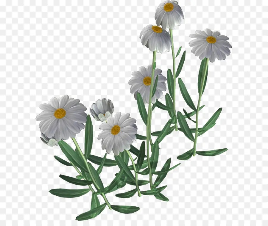 Flores De Camomila，Camomila PNG