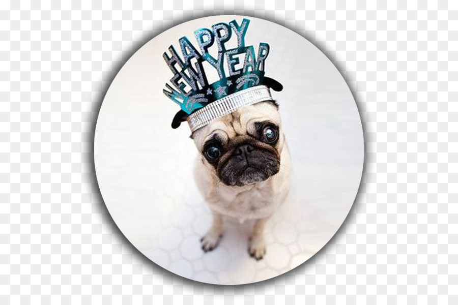 Pug，Dia De Ano Novo PNG