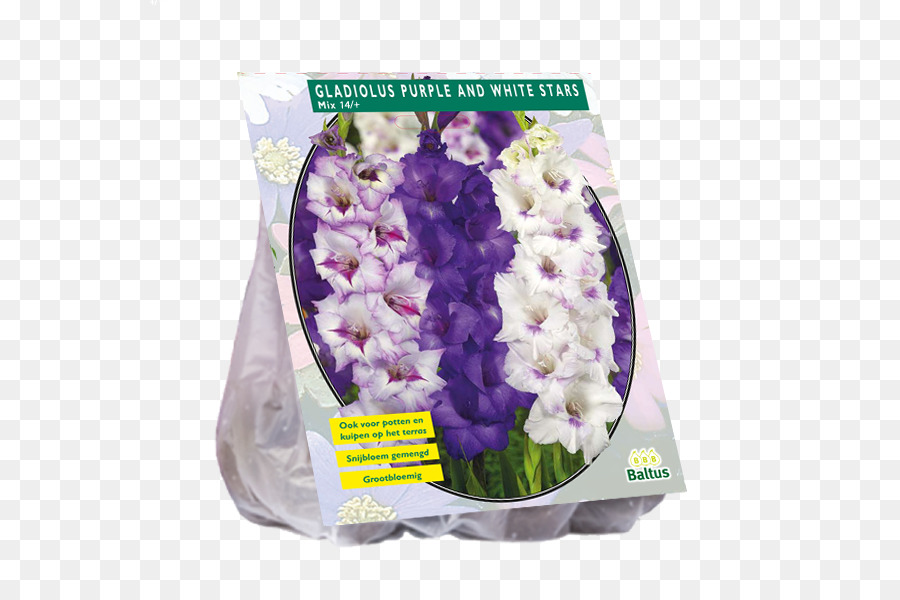 Flores De Corte，Gladiolus PNG