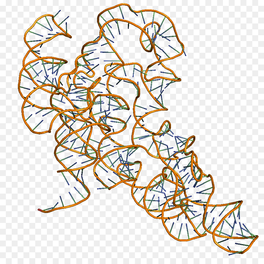 Rna，Ribonuclease P PNG