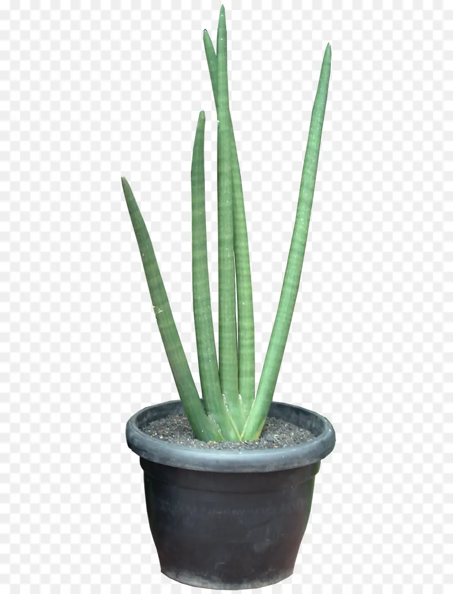 Plantar，Pote PNG