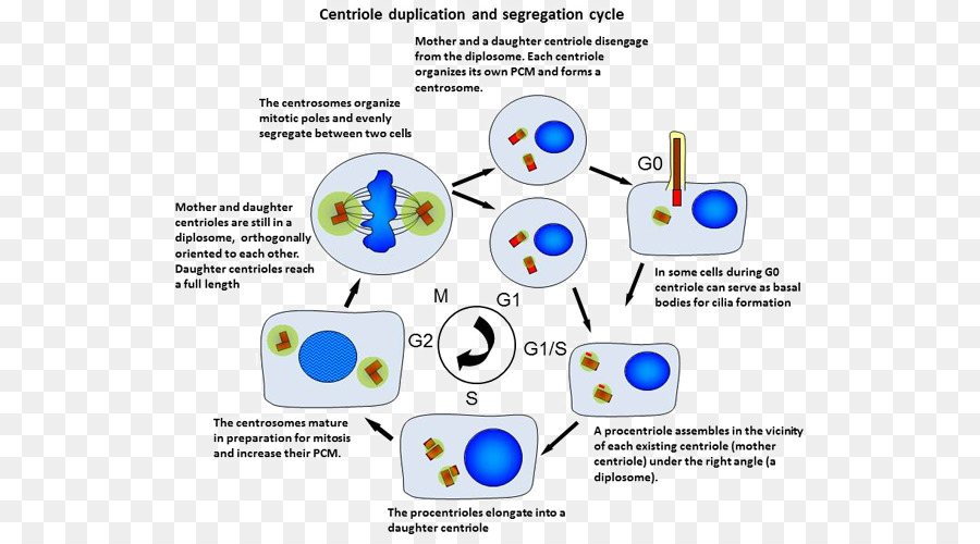 Ciclo Centríolo，Célula PNG