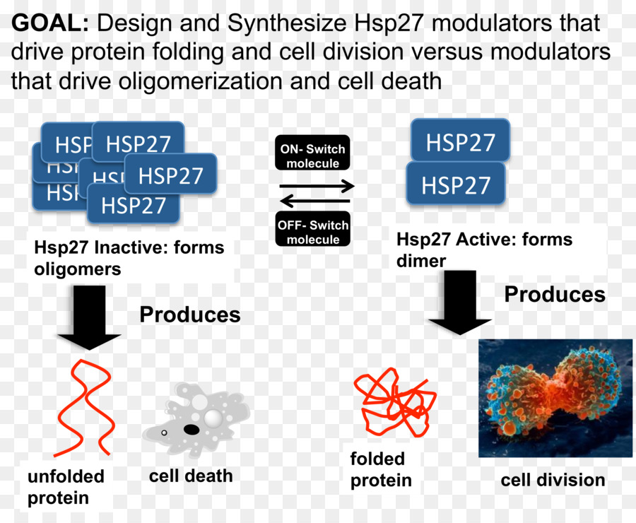 Hsp27，Oligómero PNG