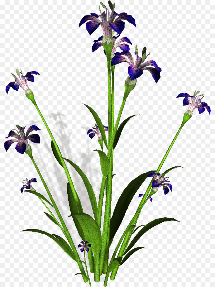 Flores De íris，Florescer PNG