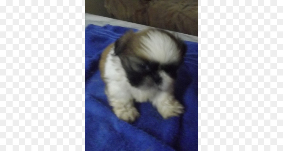 Shih Tzu，Havanese Cão PNG