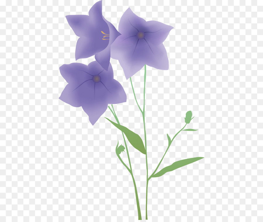 Flores Da Glória Da Manhã，Azul PNG