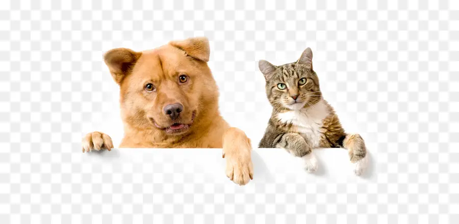 Gato，Filhote De Cachorro PNG