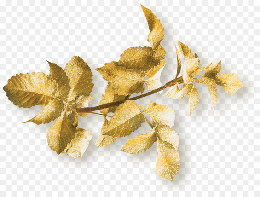 Folha，Ginkgo Biloba PNG