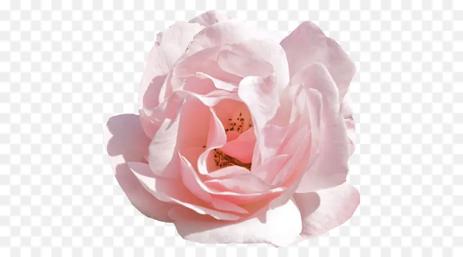 Rosa Rosa，Florescer PNG