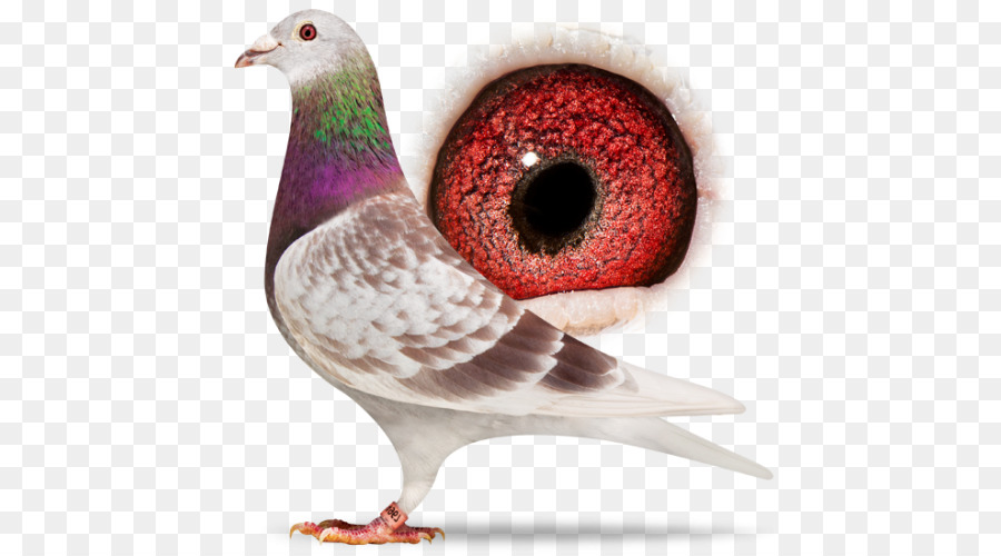 Pombo，Pássaro PNG