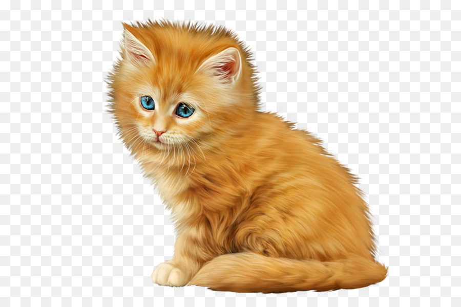 Gato，Felino PNG