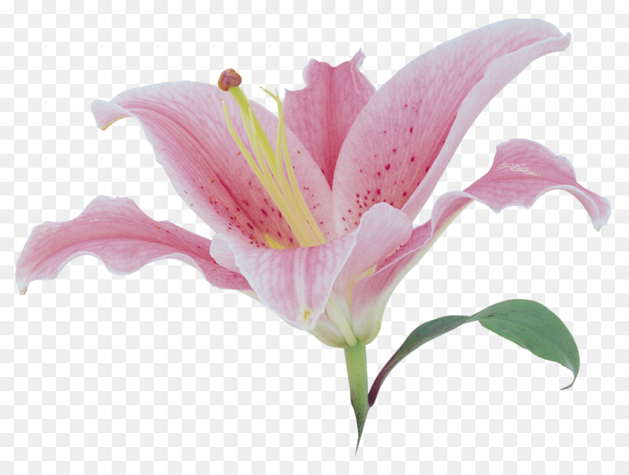 Lilium，Download PNG