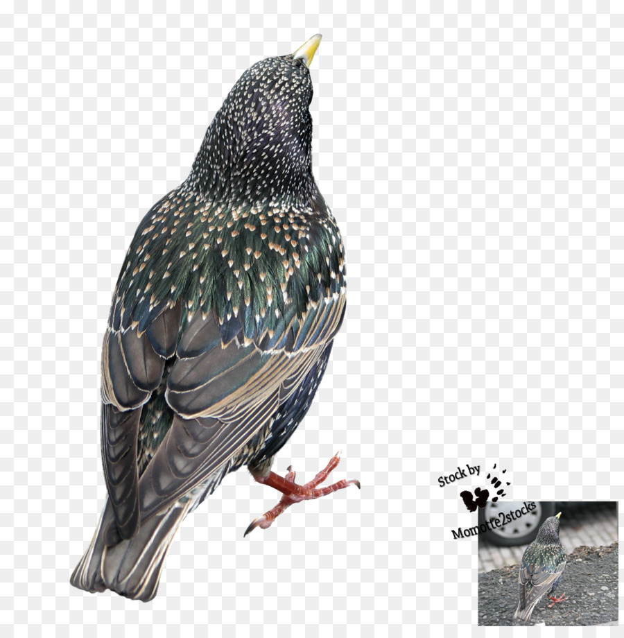 Aves，Bico PNG