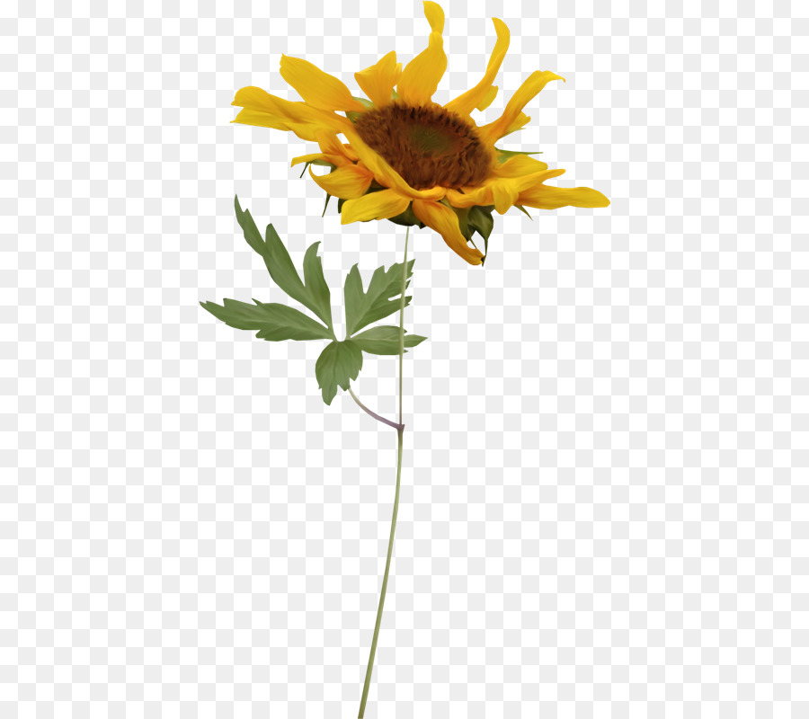 Girassol，Plantar PNG