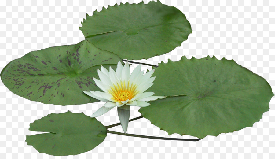 Flor Branca，Florescer PNG