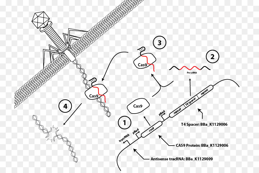 Diagrama Crispr，Ciência PNG