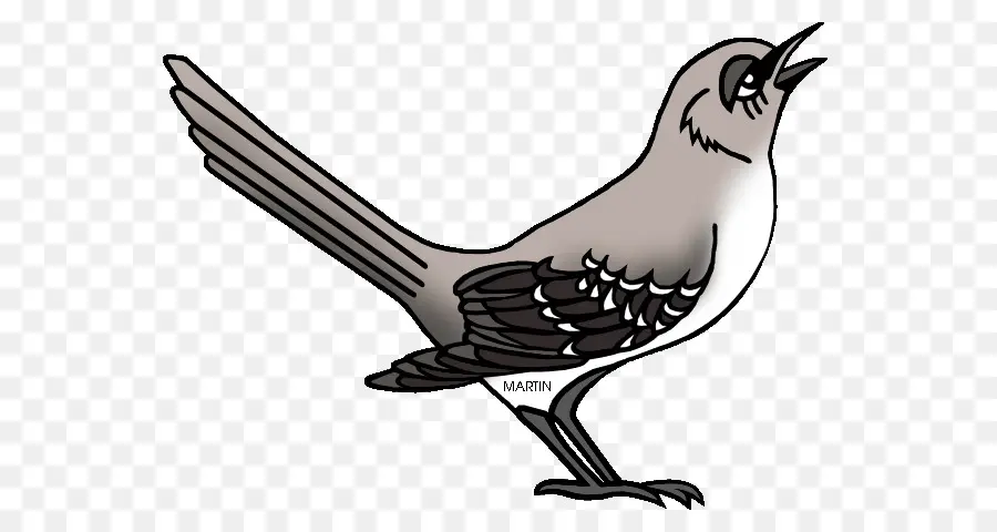 Norte Mockingbird，Mockingbird PNG