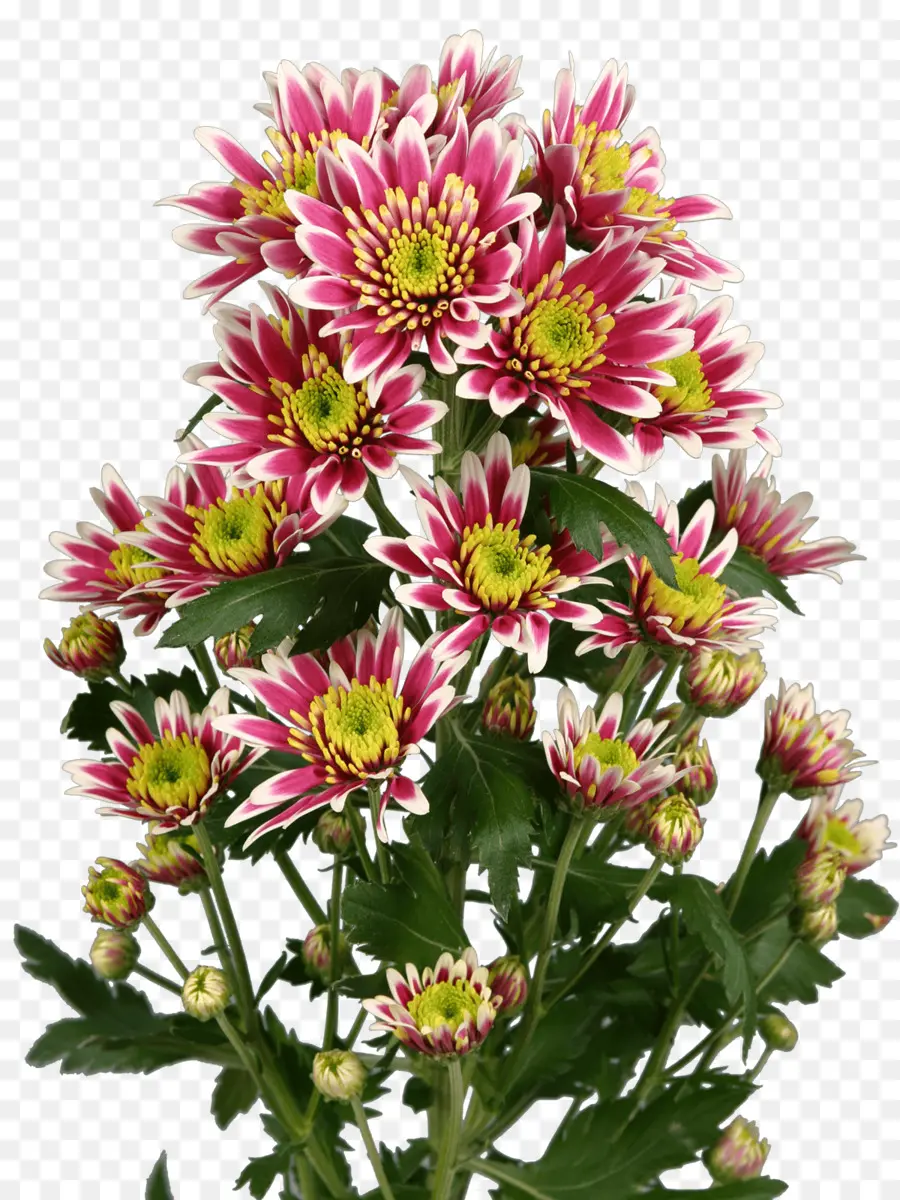 Aster，Crisântemo PNG