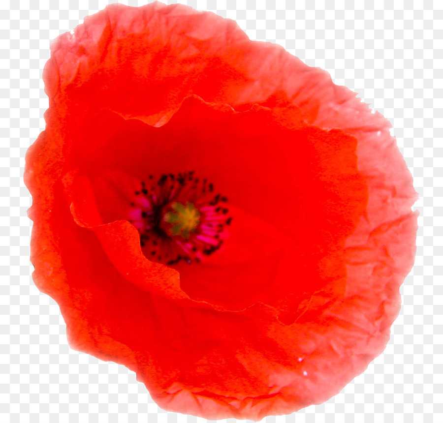 Flor，Vermelho PNG