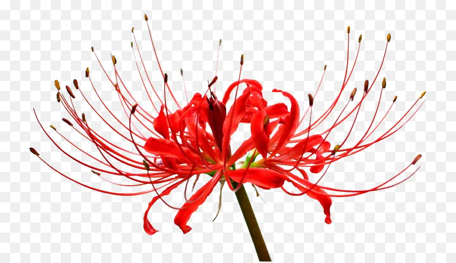 Red Spider Lily，Surpresa De Lily PNG