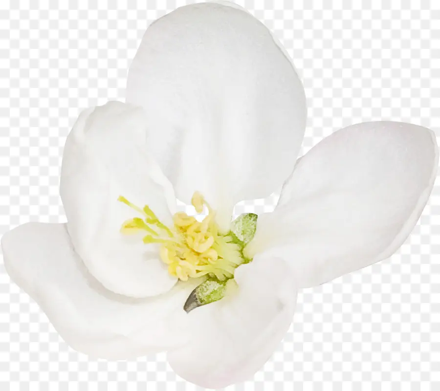 A Floração Da Planta，Planta PNG