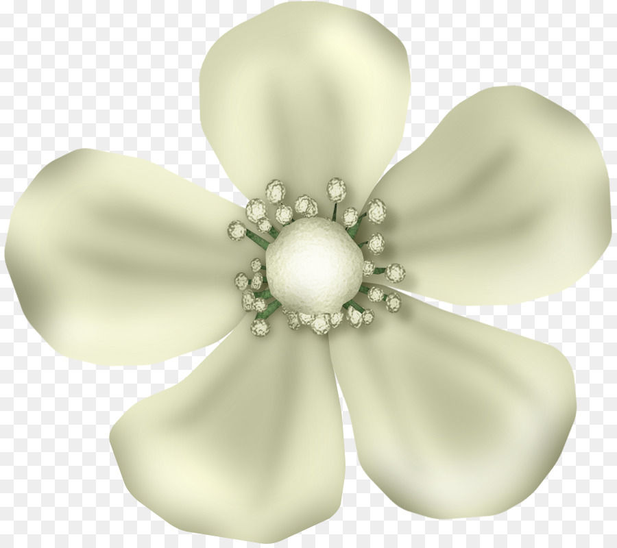 Flor Branca，Branco PNG