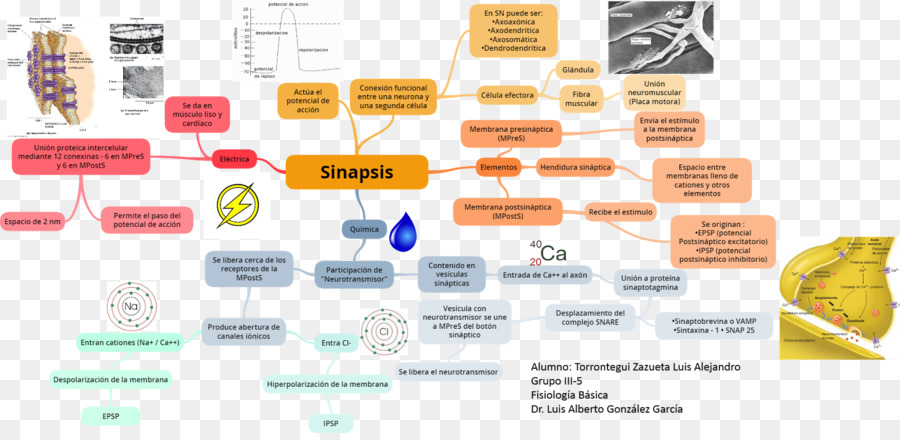 Sinapse，Neurotransmissor PNG