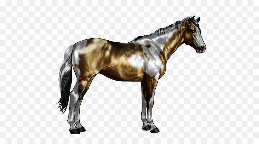 Cavalo，Equino PNG