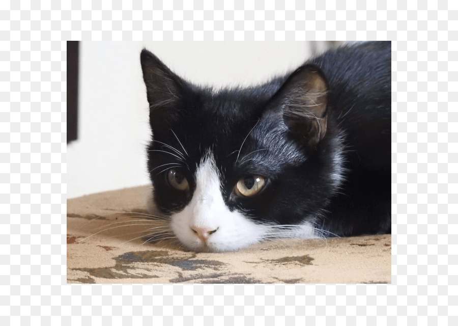 Bigodes，European Shorthair PNG