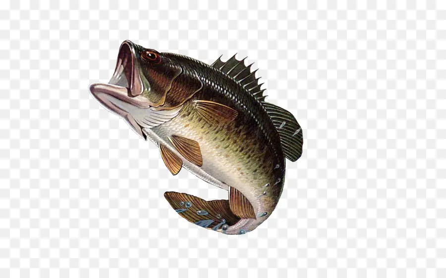 Peixe，Escalas PNG