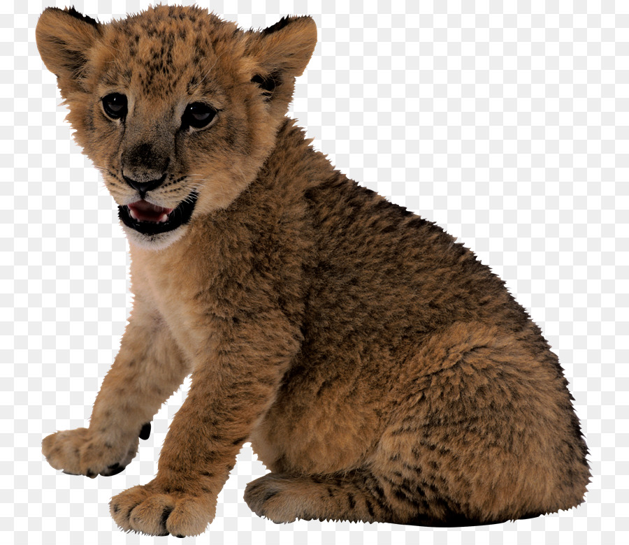 Leão，Cougar PNG