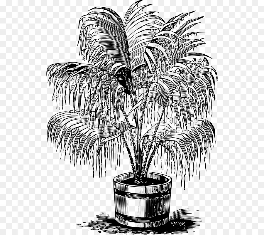 Planta Em Vaso，Plantar PNG