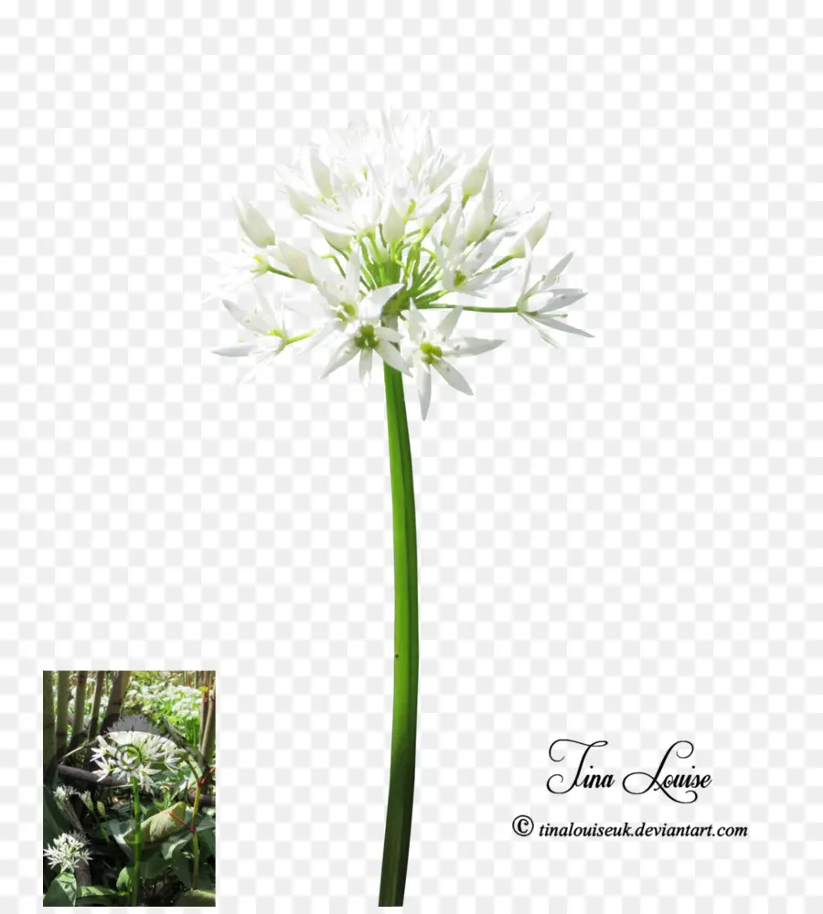 Flores De Corte，Planta De Haste PNG