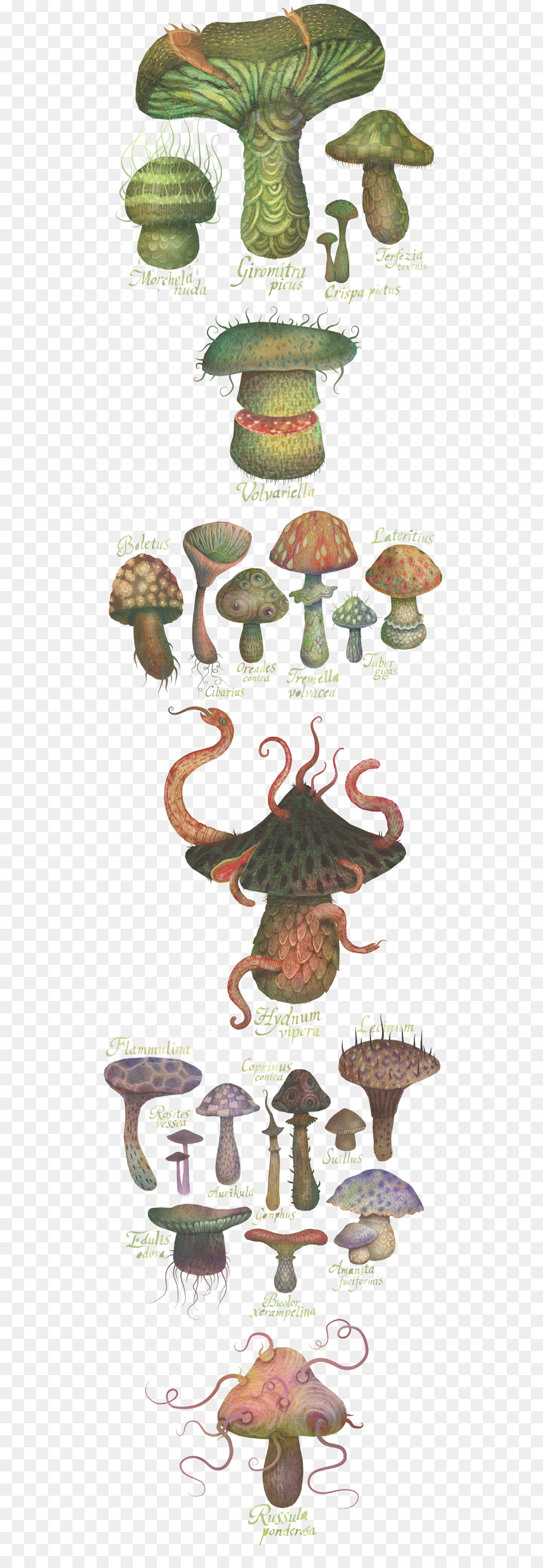 Cogumelos Fantasia，Fungos PNG