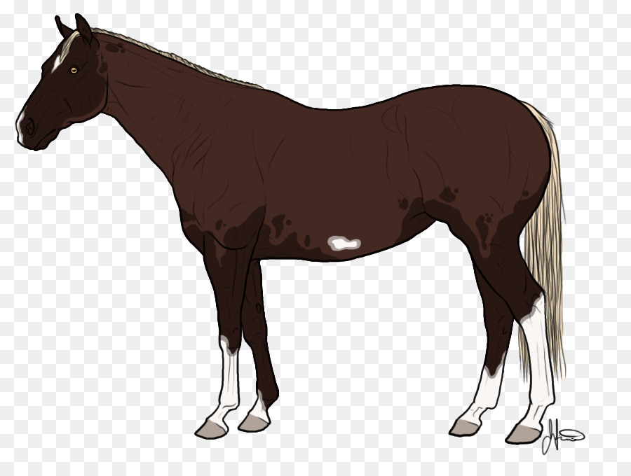 Mustang，American Quarter Horse PNG