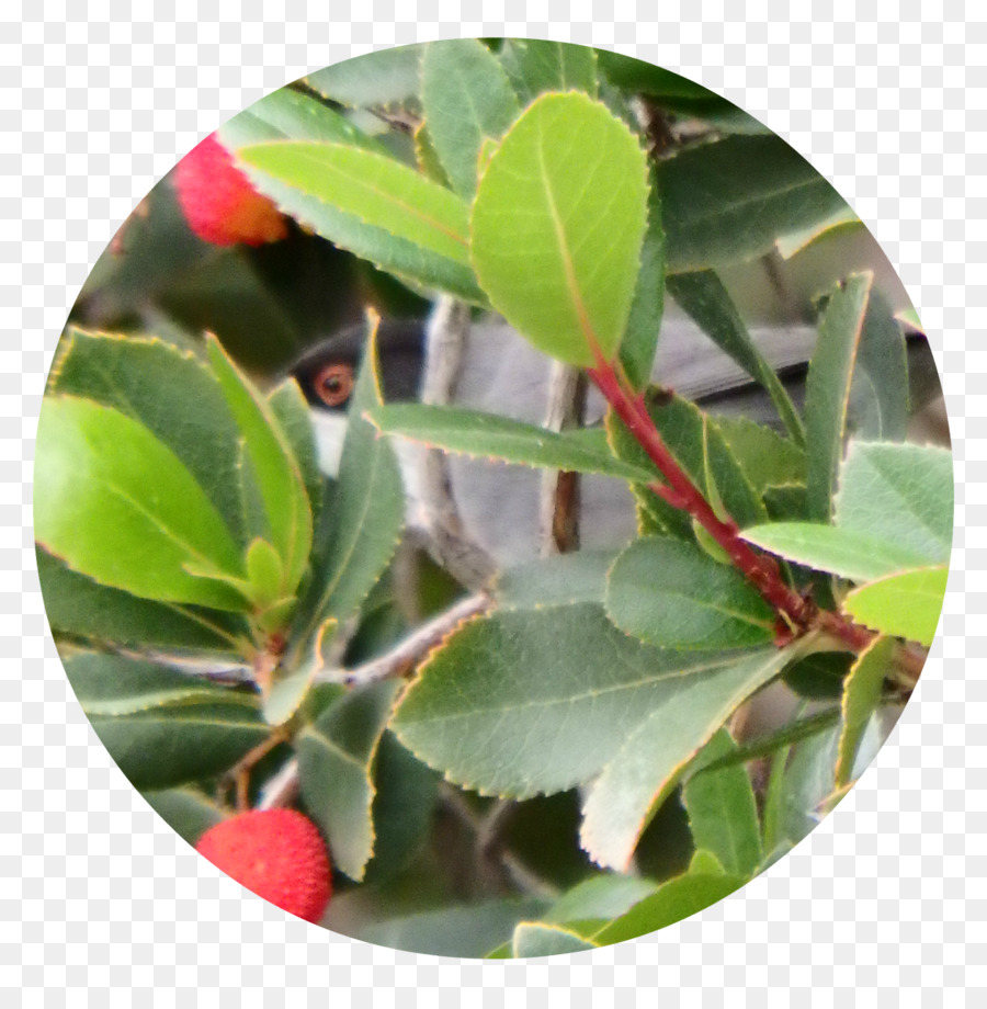 Morango árvore，Arctostaphylos PNG