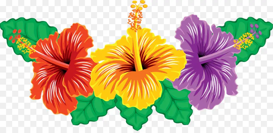 Hibiscus，Flor PNG