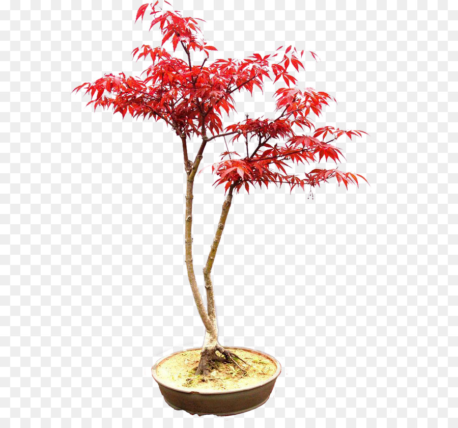 Árvore Bonsai Vermelha，Planta Em Vaso PNG