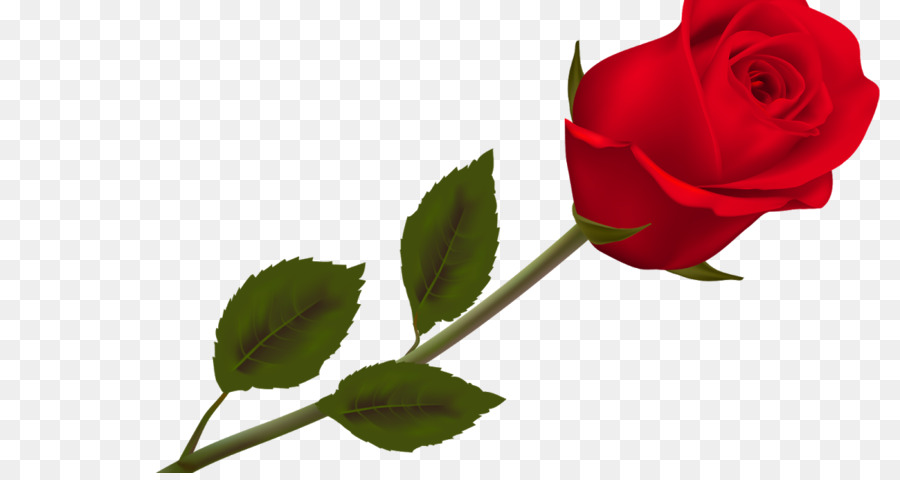 Rosa Branca，Florescer PNG