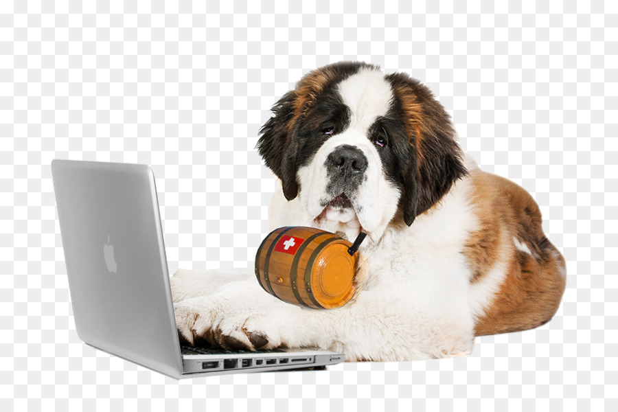 Cachorro Com Notebook，São Bernardo PNG