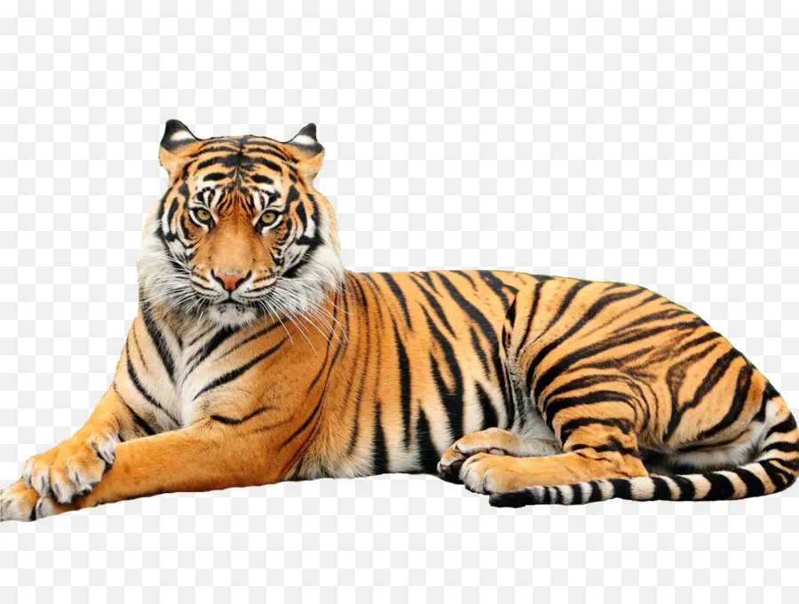 Tigre Branco，Black Tiger PNG