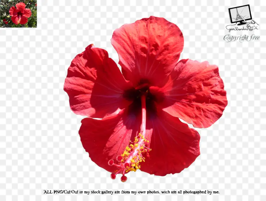 Hibisco Vermelho，Florescer PNG