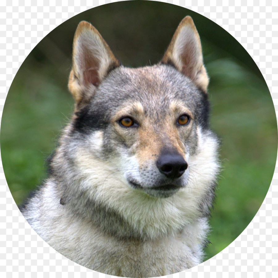 Checoslováquia Wolfdog，Tamaskan Cão PNG
