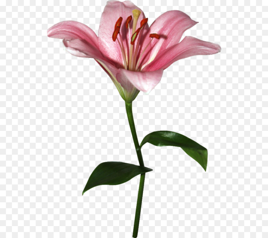 Lilium，Flor PNG