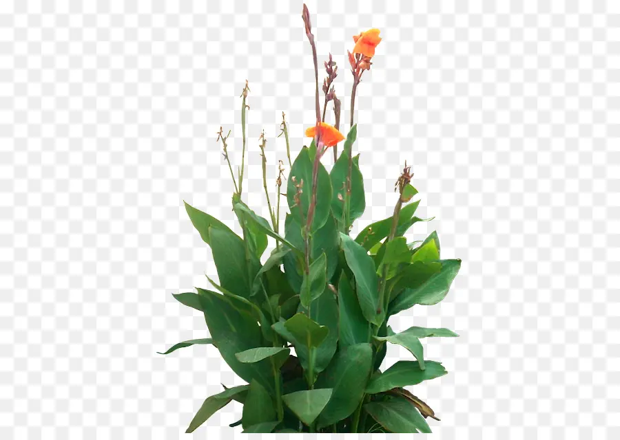 Flores Amarelas，Folhas Verdes PNG