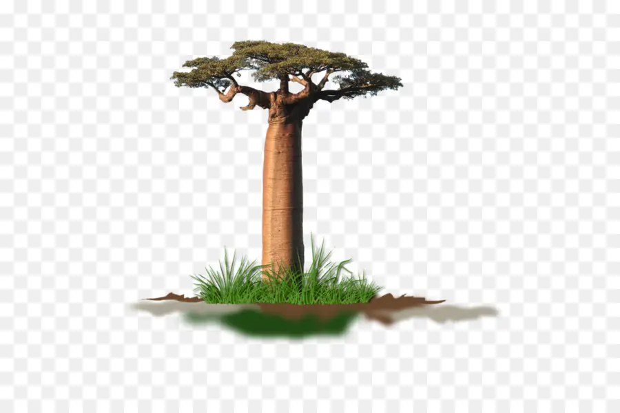 Adansonia Digitata，árvore PNG