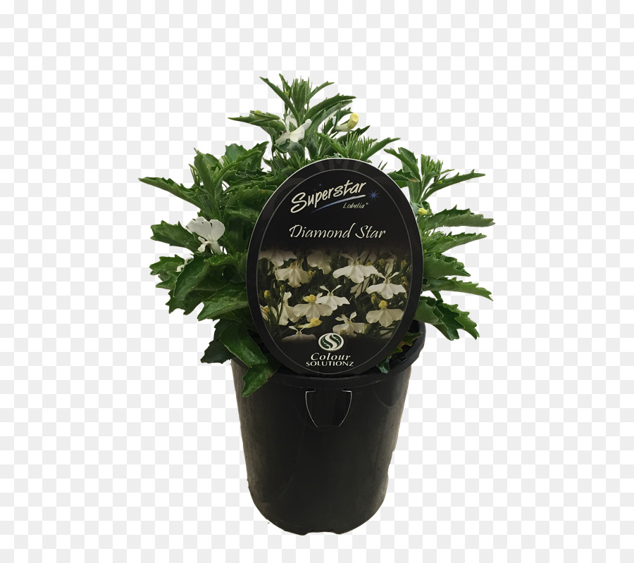 Flowerpot，Shihas Holdings PNG